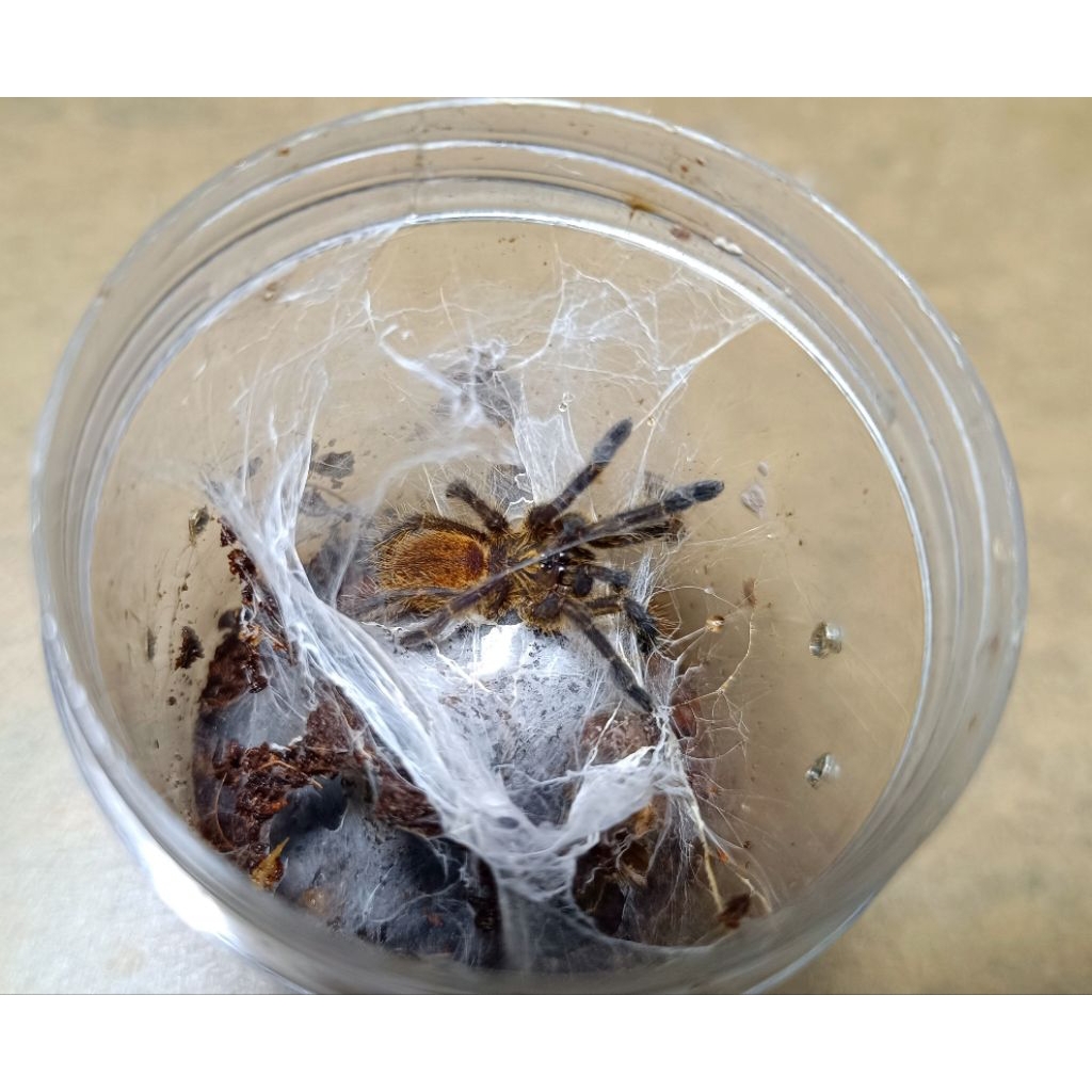 Hiasan Tarantula Pterinocilus Murinus Orange Baboon Obt by ZEI