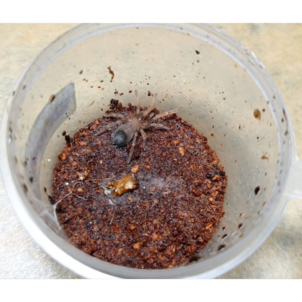 Hiasan Tarantula Brachypelma Boehmei Mexican Fire Leg by ZEI