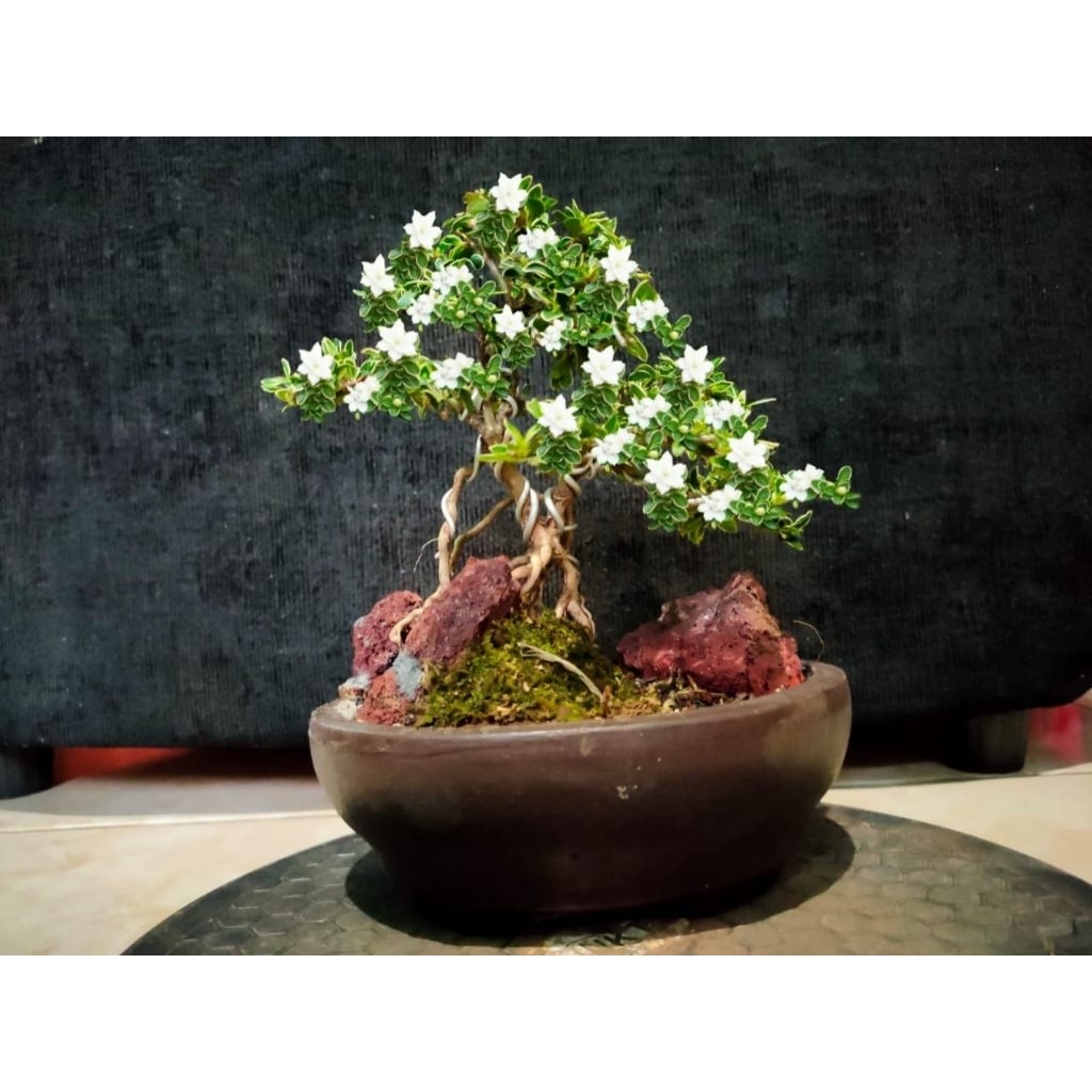 bonsai benjing melati jepang bonsai mame sudah di sertakan pot