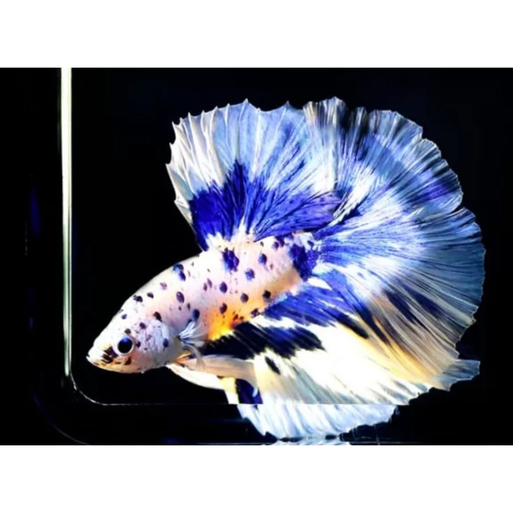 ikan cupang HM marbel ori thailand gred A++ VVIP. male/jantan .size jumbo lebar. ikan hias hidup