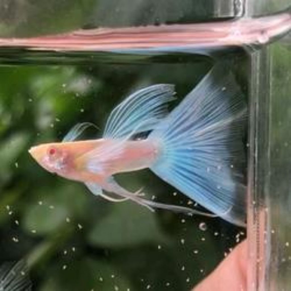 Ikan Guppy Blue Sky Ribbon long ear - Pasangan Ikan Hias dengan Warna Biru Cerah dan Elastis