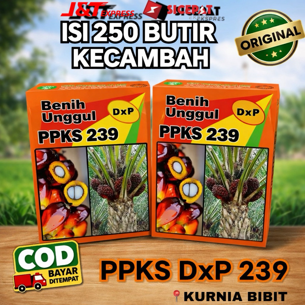 Bibit Kecambah Kelapa Sawit PPKS 239 Unggulan Berkualitas isi 250 butir