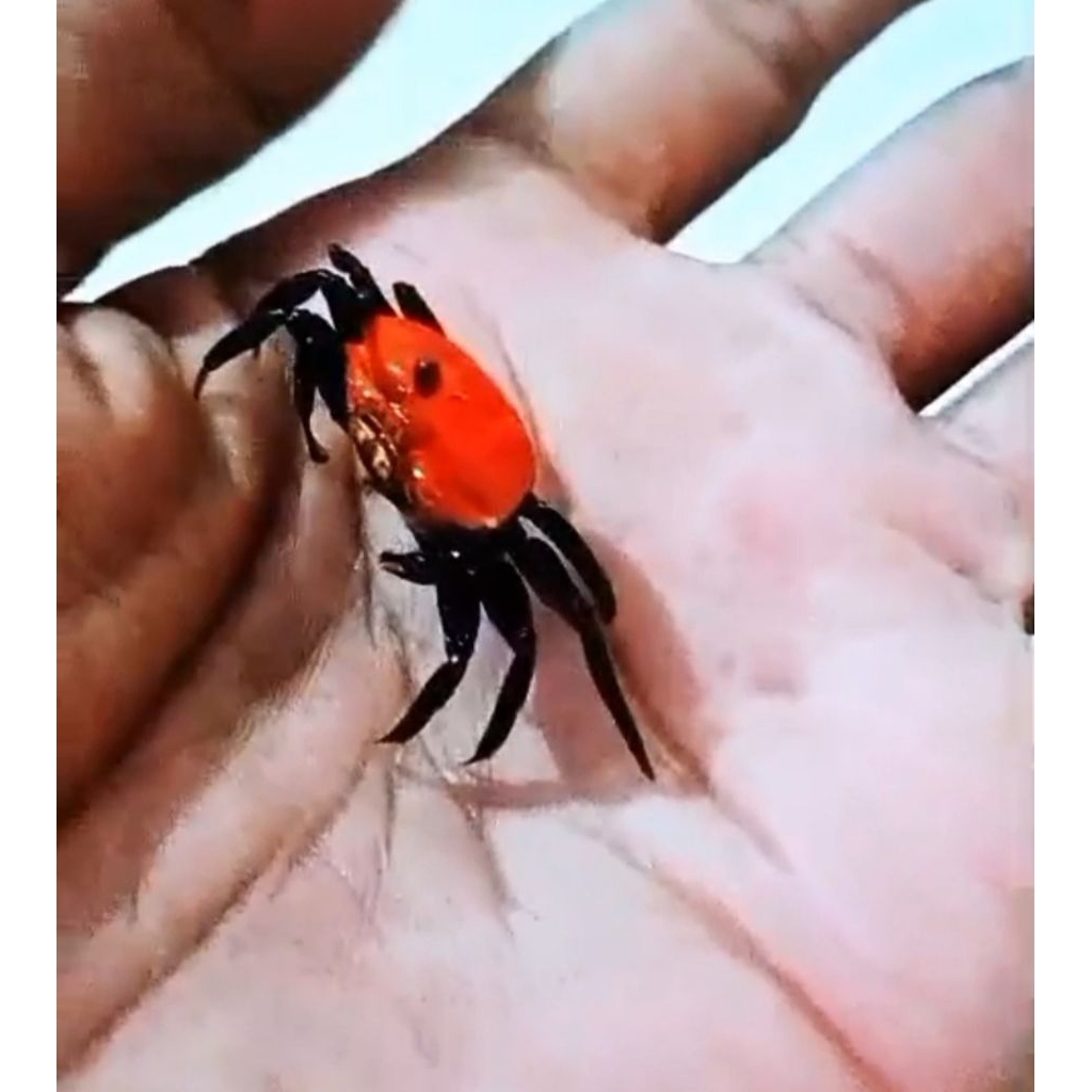 Kepiting Aquascape Super Red
