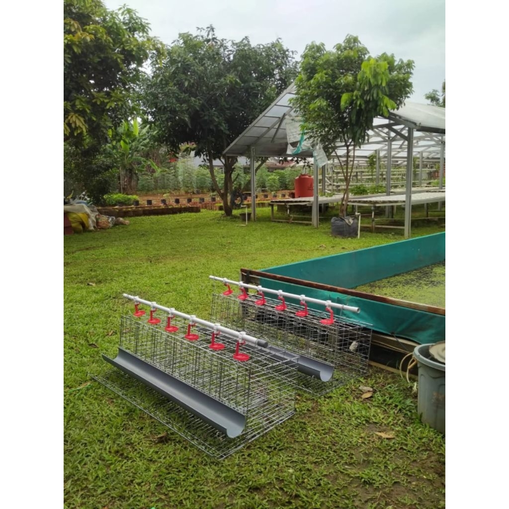 Kandang Ayam Petelur Kapasitas 24 Ekor Full Set
