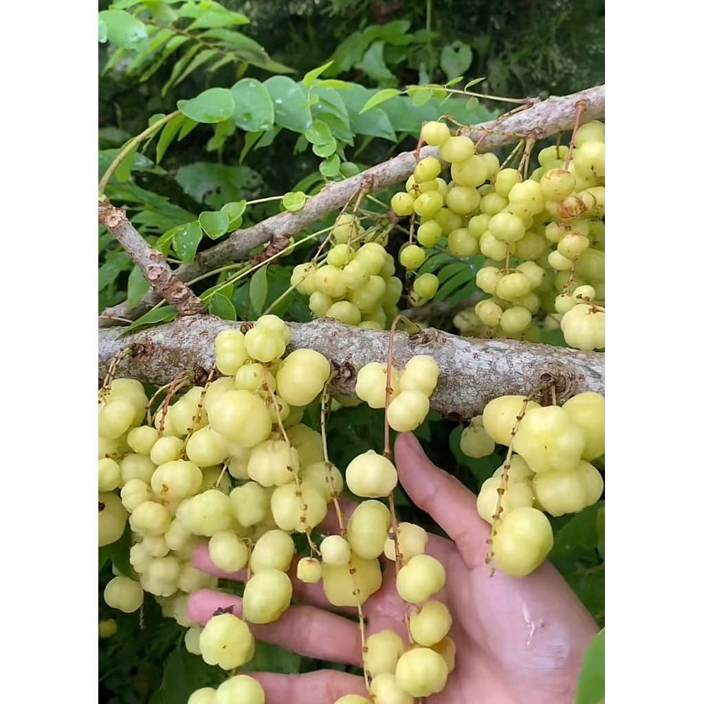 Bibit Buah Cermai atau Tanaman Buah Cermai atau Bibit Cermen