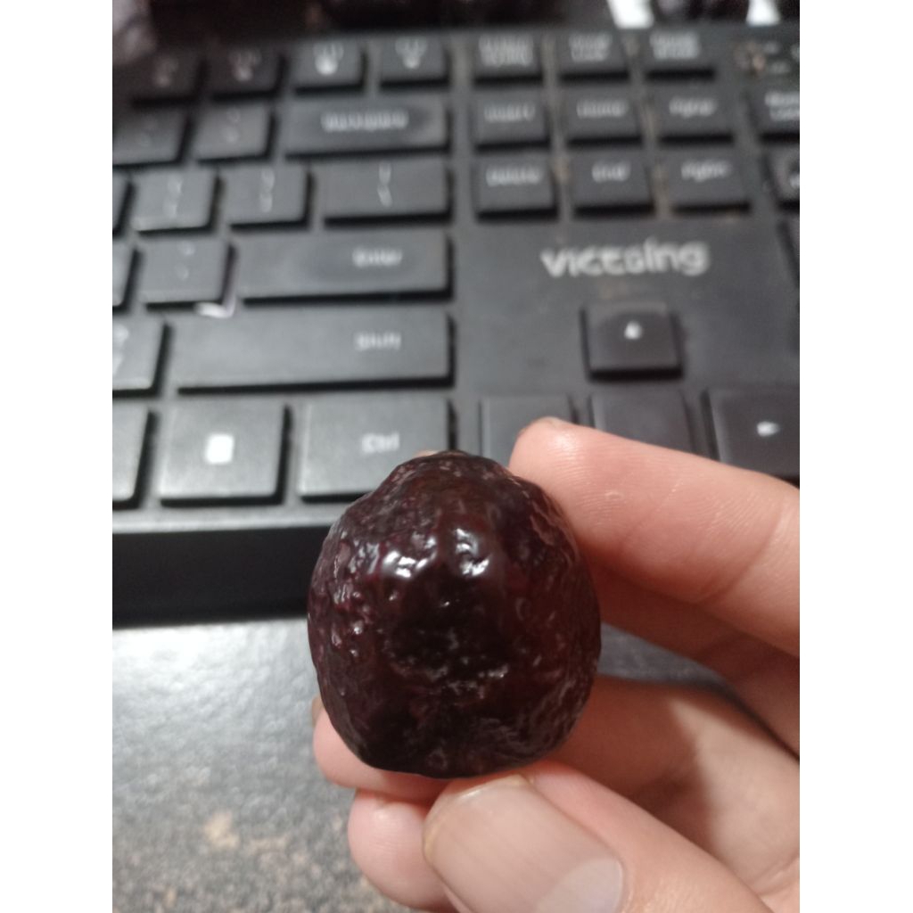 Muncang Adu kojoan  siap adu full tua Murmer sudah teruji