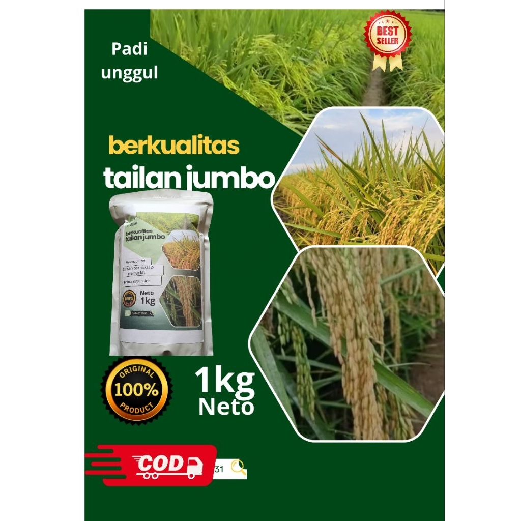 Bibit Padi Unggul Thailand Jumbo | Gabah Bernas | Kemasan 1 Kg Siap Tanam
