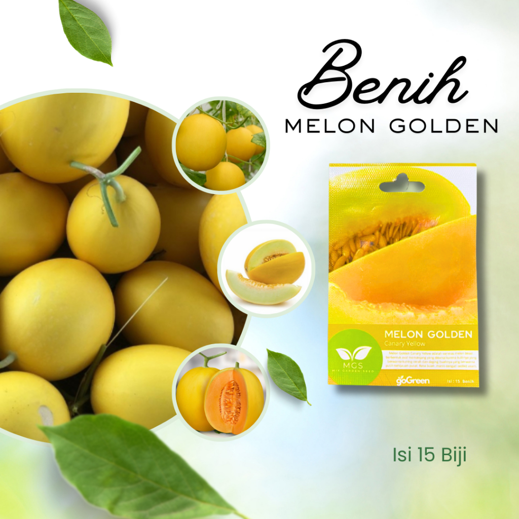 Benih Melon Golden Isi 15-Benih Melon Golden Canary Yellow Isi 15 biji-Benih Melon Golden MGS Isi Ba