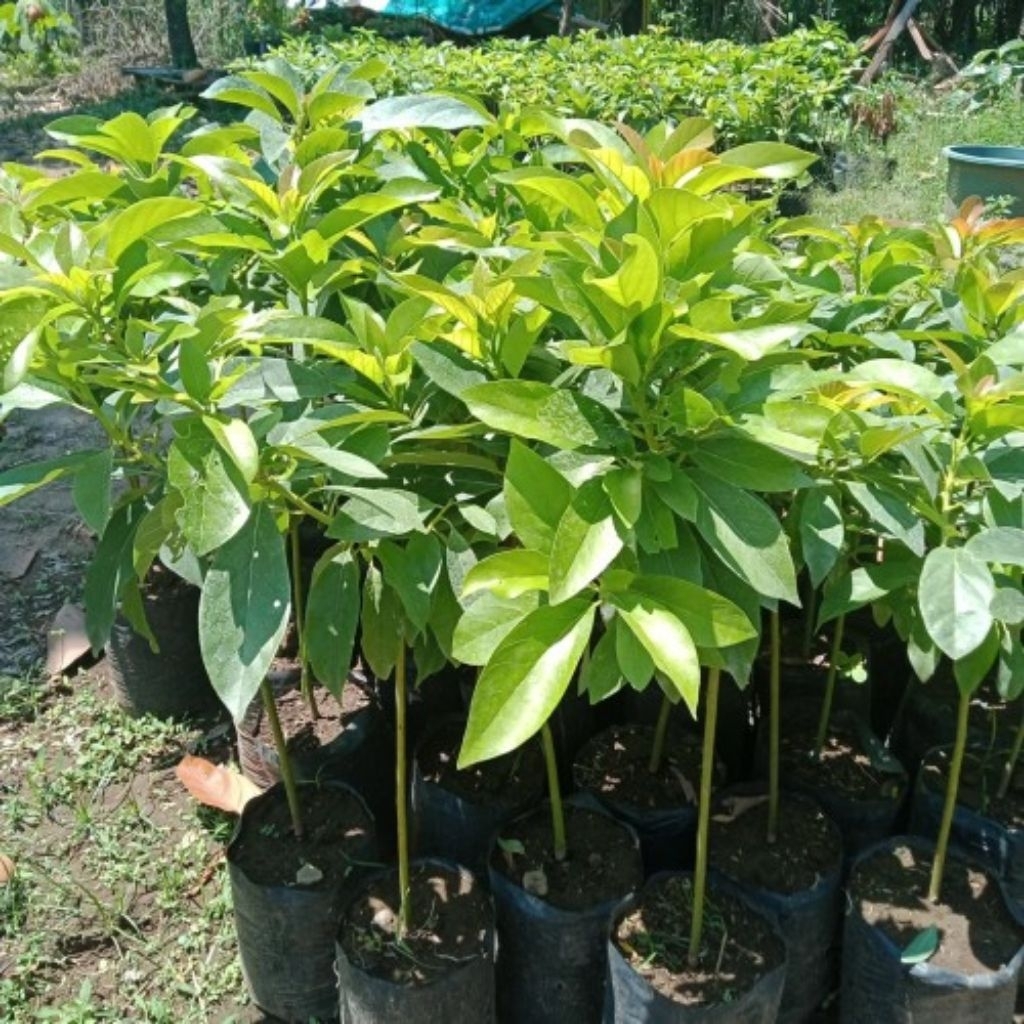 apokat miki hasil sambung siap tanam cepat berbuah