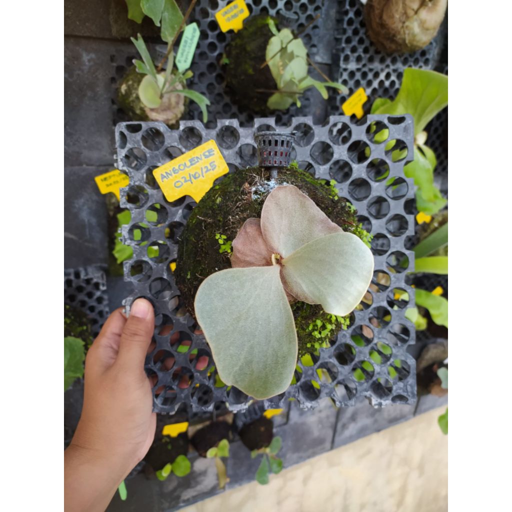 PLATYCERIUM ANGOLENSE (split 02.10.2025)