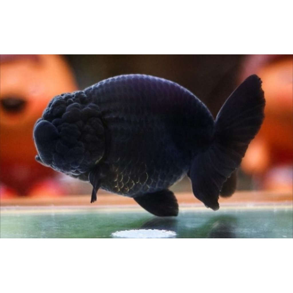 Ikan Mas Koki Ranchu Black Solid Jumbo / Rancu Black Solid Jumbo - 5-6 cm