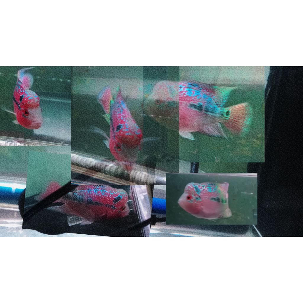 Ikan Louhan SRD/SRM Thailand Jenong Merah Mutiara Ukuran  10/11cm