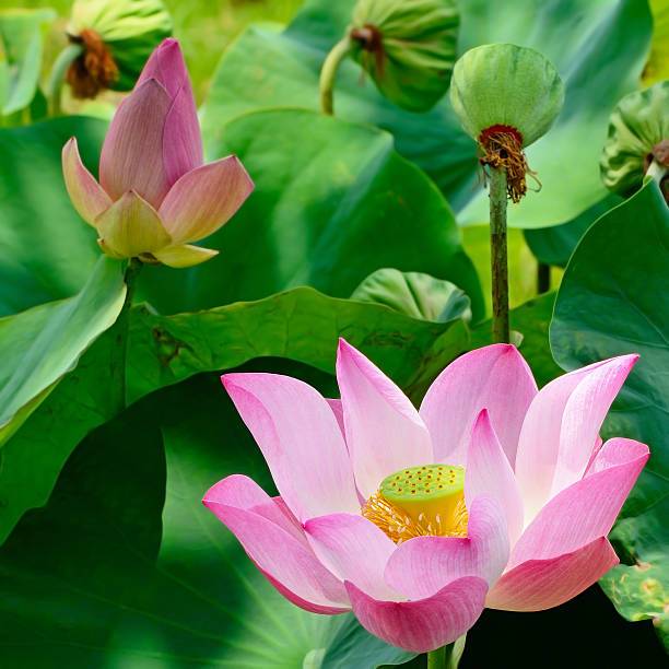 SEMAI SUBUR BENIH BUNGA TERATAI