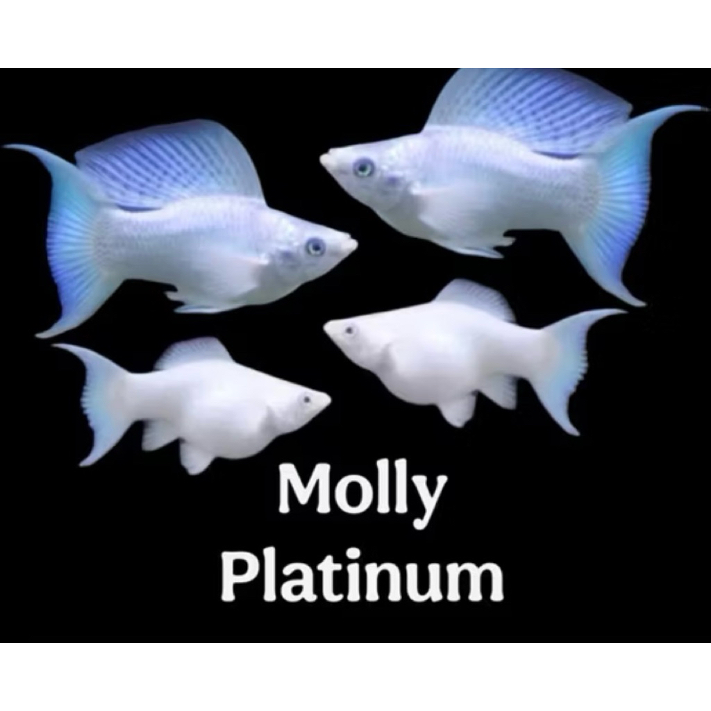 mainan molly platinum