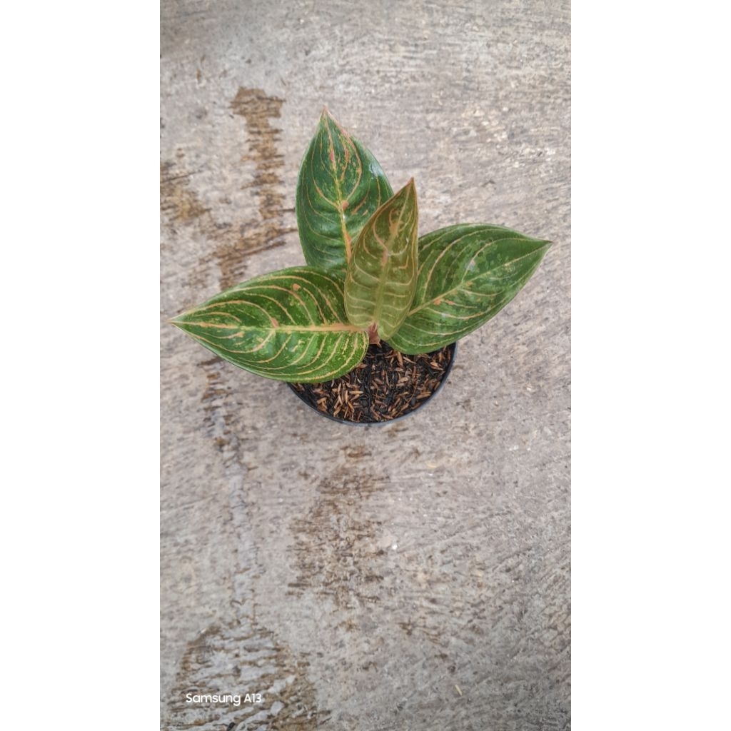 Aglonema Maeswara/Maheswara (Size Remaja Daun 5+) (4)