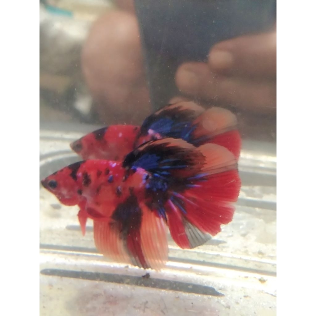 cupang HM multi size M