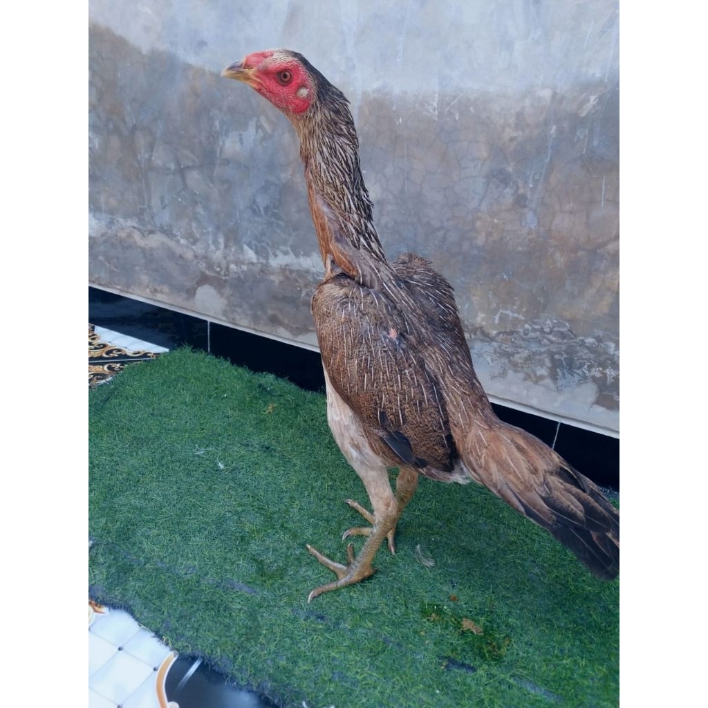 Babon Trah import Mangon Yokeree Pakai Segel Sayap