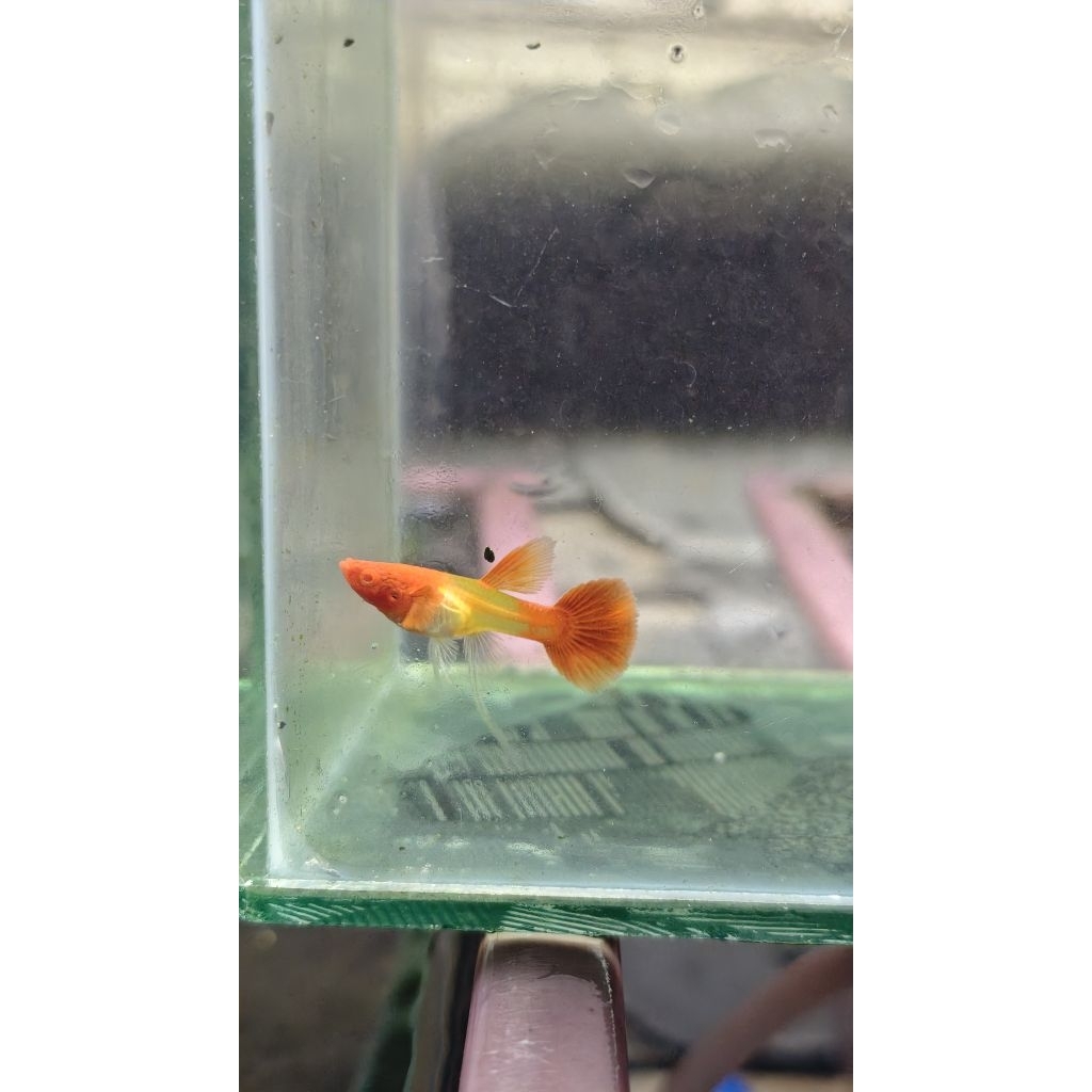 Hiasan Aquarium Albino Koi Red Ear Ribbon (Adult)