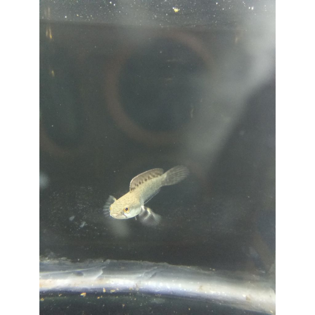 Chana blu pulcra beby