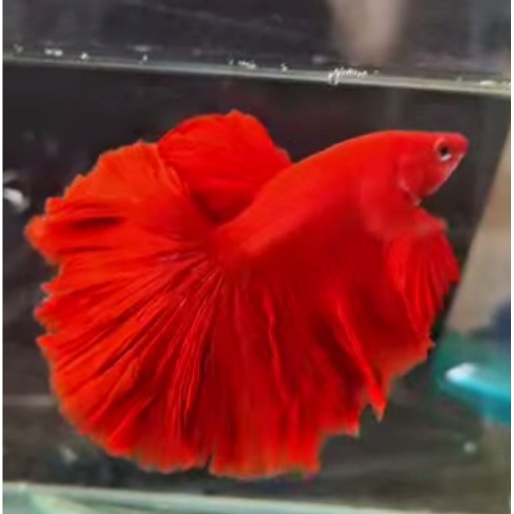 cupang hm - cupang halfmoon