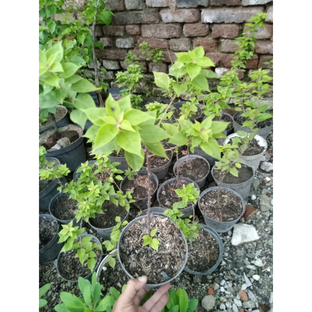 Bougenville Singapore original