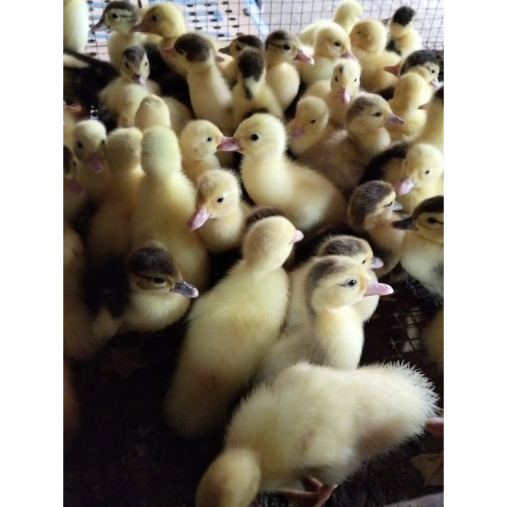 entok - dod entok - bibit entok asli - anakan entok