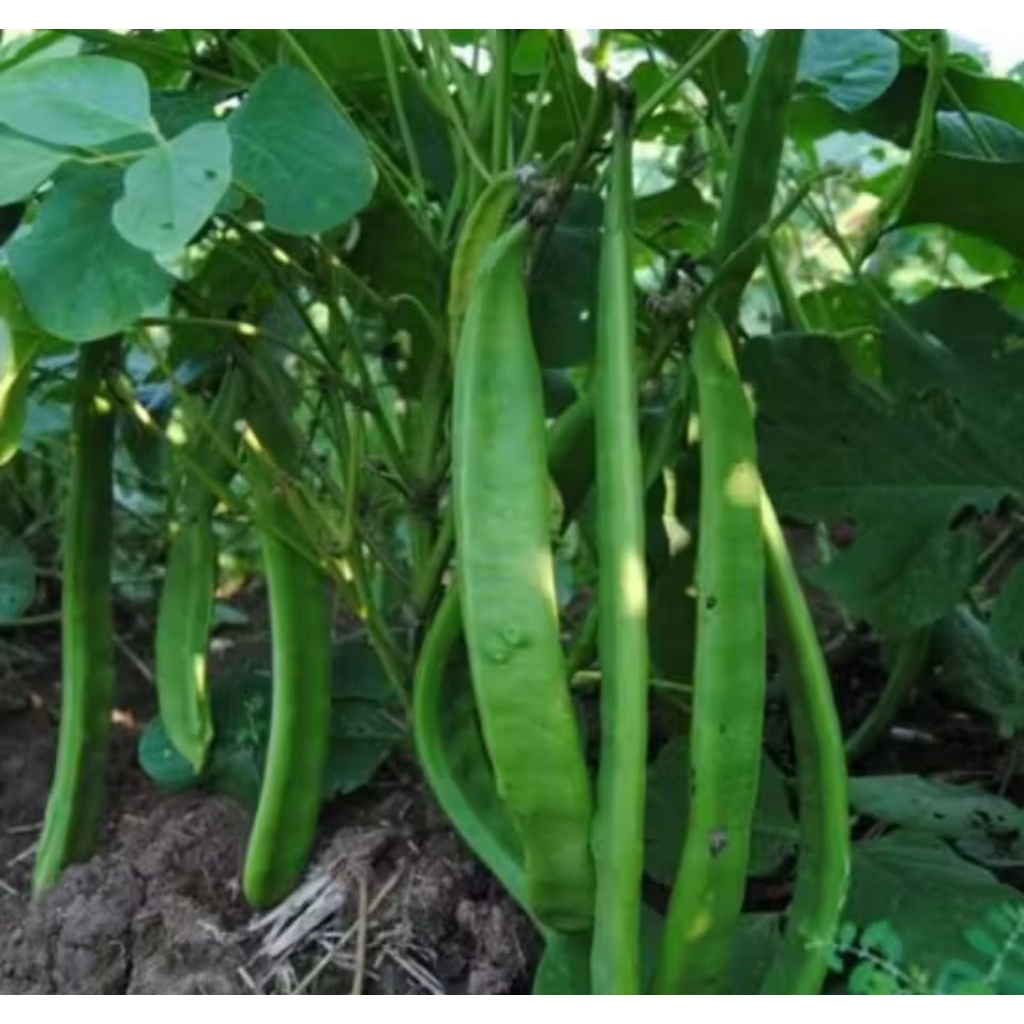 Biji/Benih Bibit Kacang Koro Binong/Koro Pedang Lokal 1kg Mentah