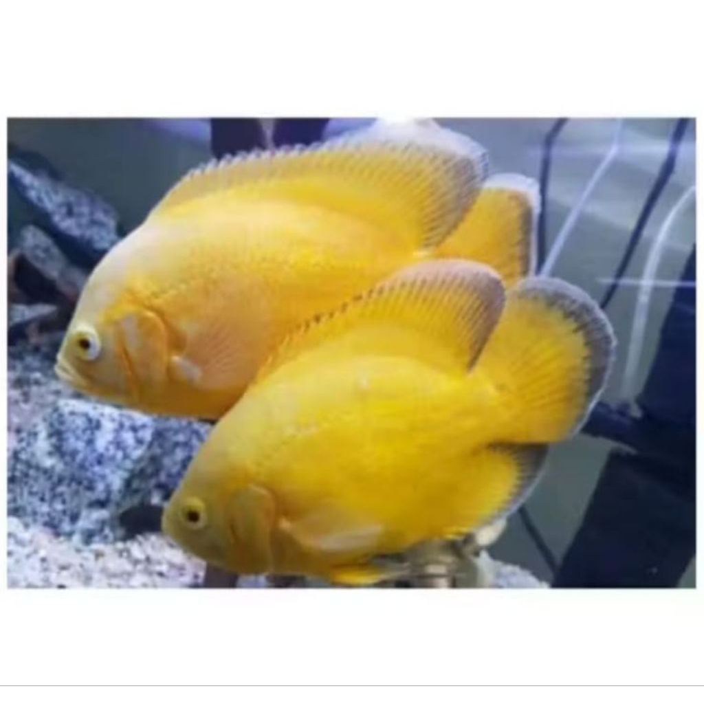 Aksesoris Oscar lemon 4_5cm