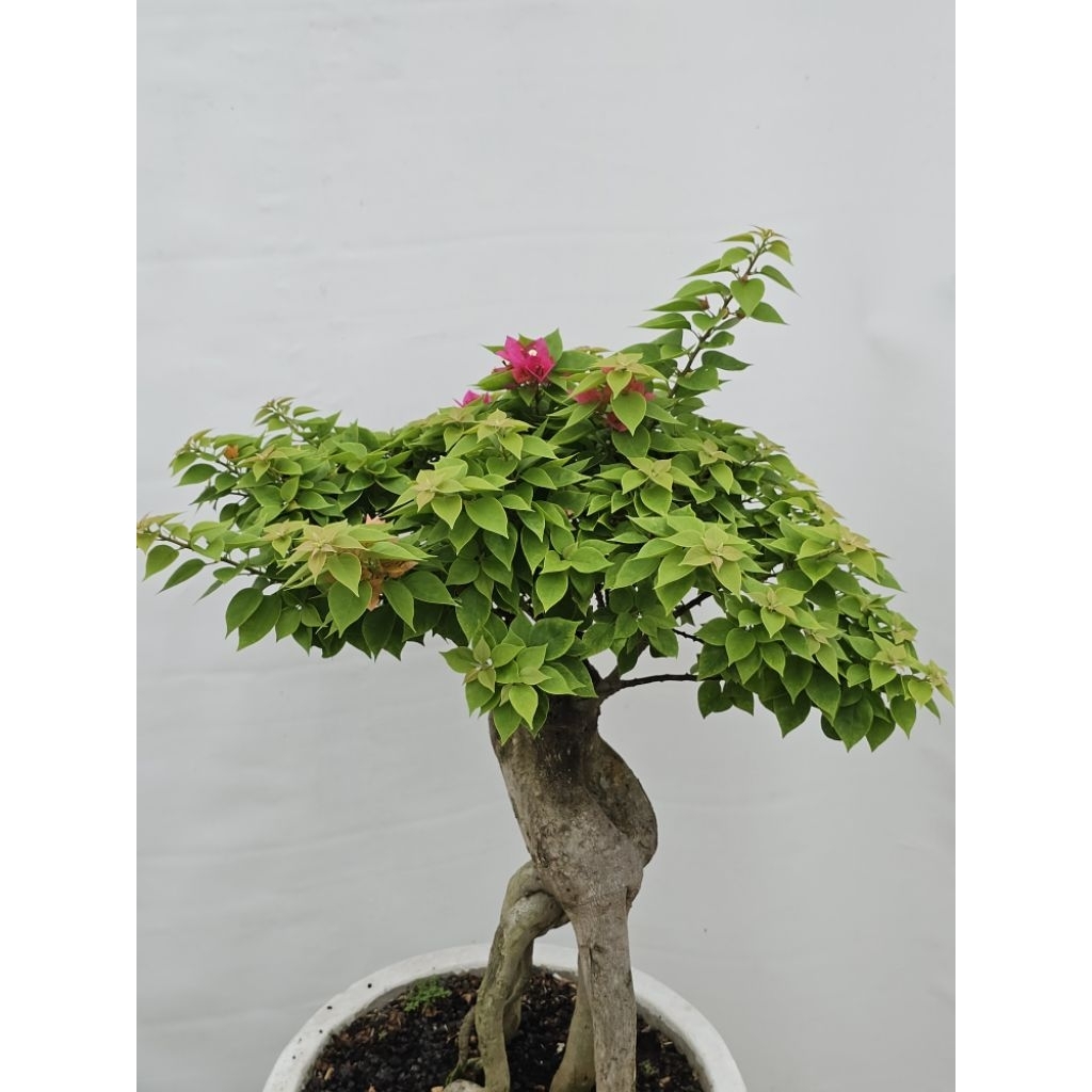 BONSAI BOUGENVILLE IMPOR 3 ID SINGAPORE