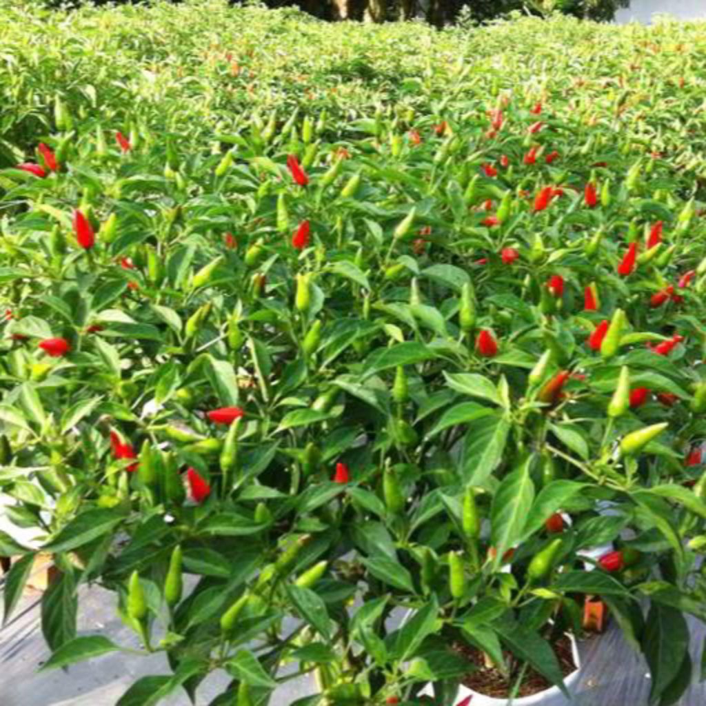 Bibit Cabe Rawit 2 Jenis (Rawit Hijau & Rawit Merah) – Unggul, Subur & Panen Lebat