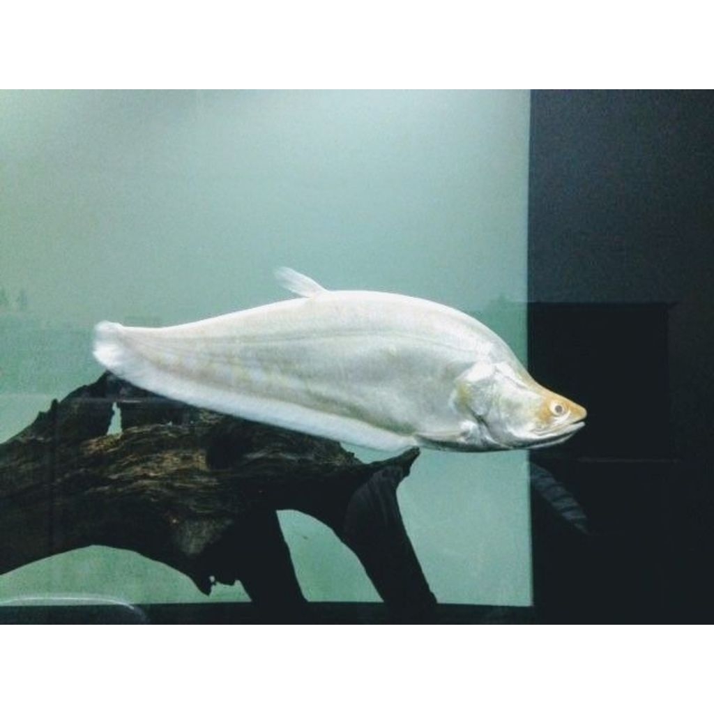 Belida Albino 35cm up - Ikan Hias