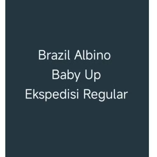 Hiasan Res Brazil Albino Baby Up