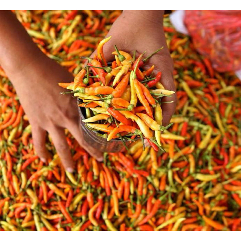 lombok kecil fresh/lombok kecil fresh dari memetik dari kebun