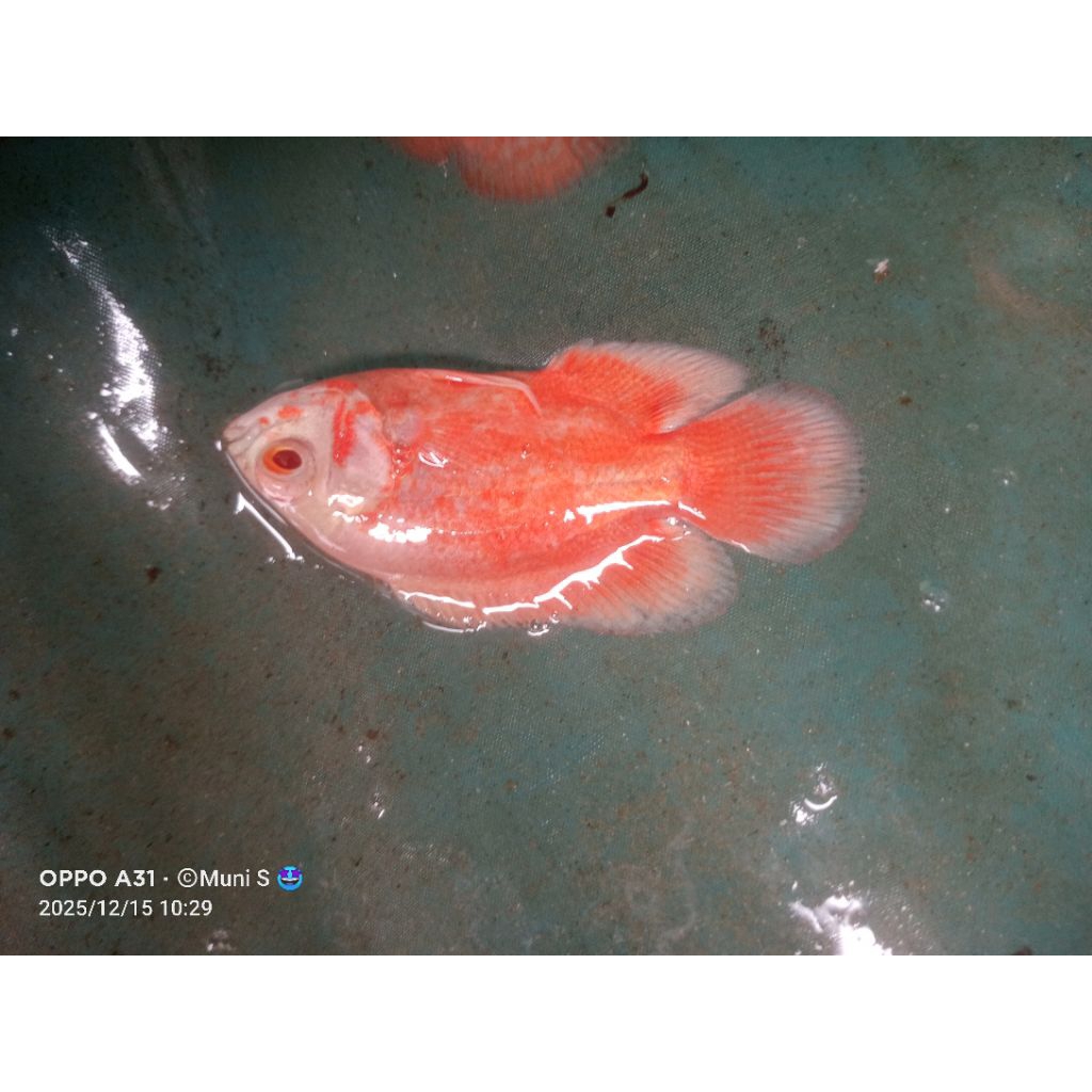 hiasan akuarium Oscar Paris albino