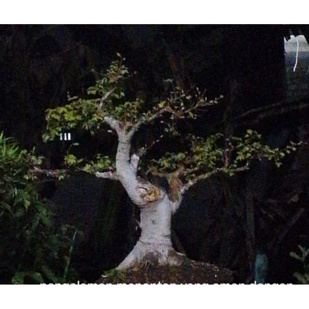 Bahan Bonsai medium Hexberry / phusu