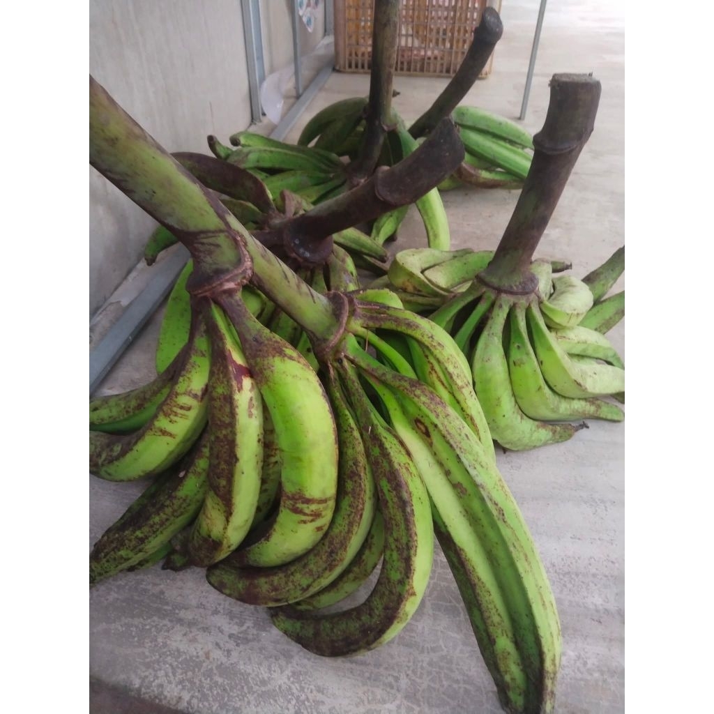 Pisang Galek / Pisang Tanduk Super Asli 100% Lokal (±1kg)
