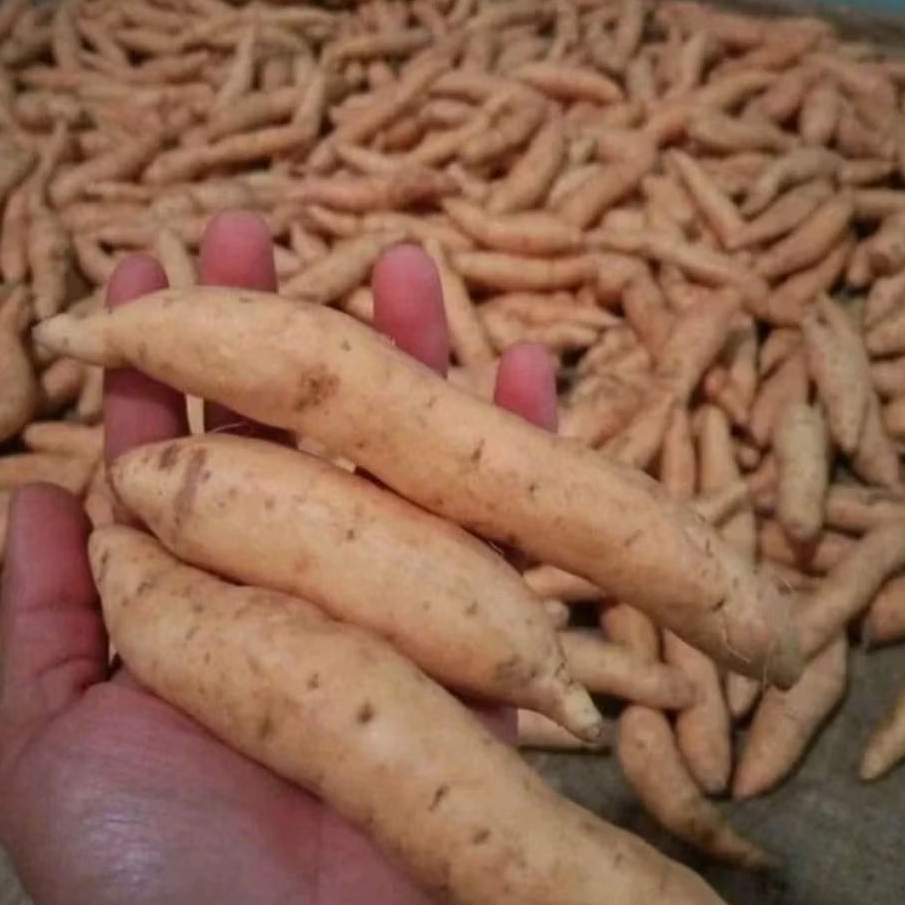 UBI CILEMBU BERKUALITAS UKURAN KECIL 1 kg ubi simanis madu manis legit  Pulen halus lembut