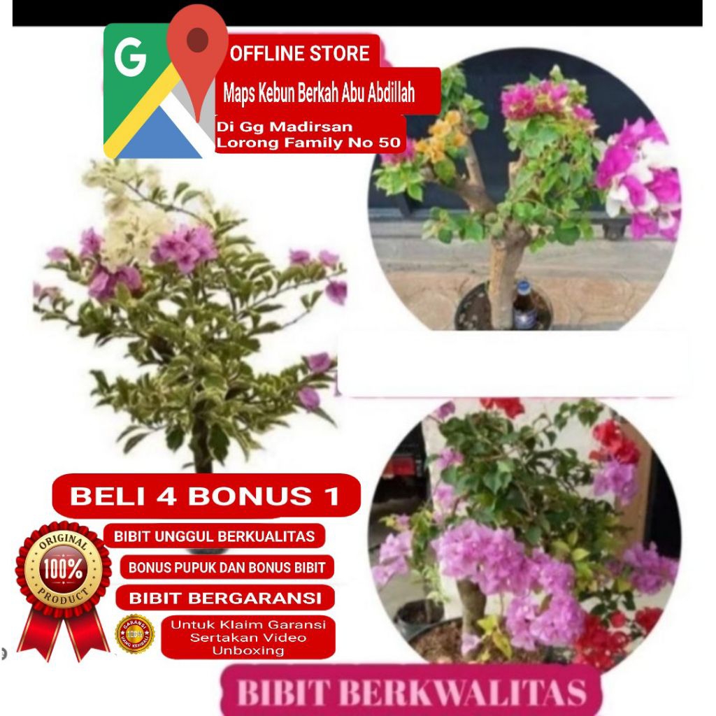 Bibit Bunga Kertas Bougenville 3 Warna