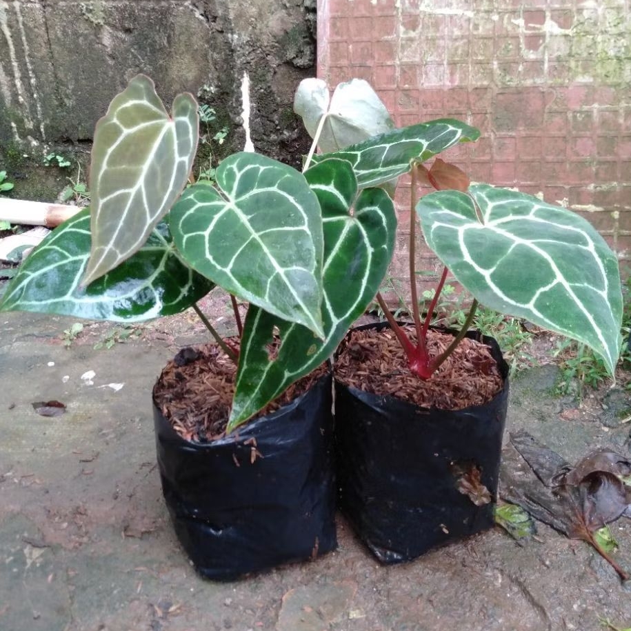 Tanaman Hias kuping Gajah mini - Daun yang Indah dan lebar