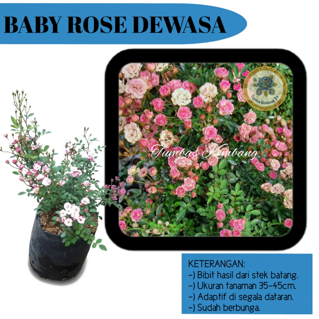 Jual Tanaman Hias Mawar mini / Babyrose Pink Ukuran DEWASA (Bukan Bibit lagi) SUPER RIMBUN SIAP TANA