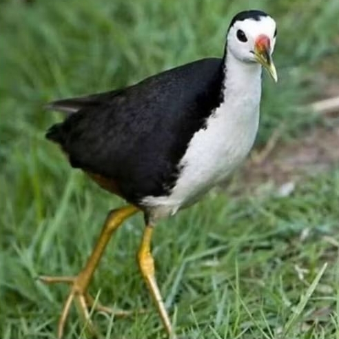 daging burung ruak ruak/srimbobok kemasan vakum 10ekor utuh