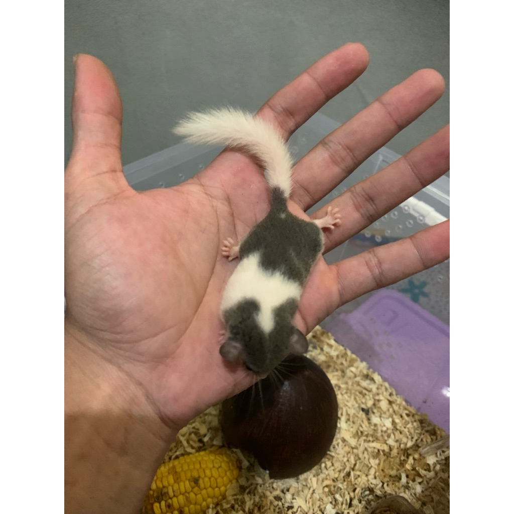 Mainan African pygmy dormice