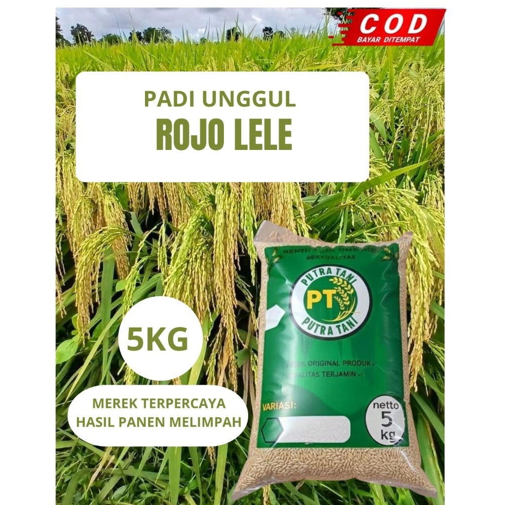 BENIH PADI (ROJO LELE) KEMASAN 5KG BIBIT PADI UNGGUL BERKUALITAS PREMIUM BISA COD