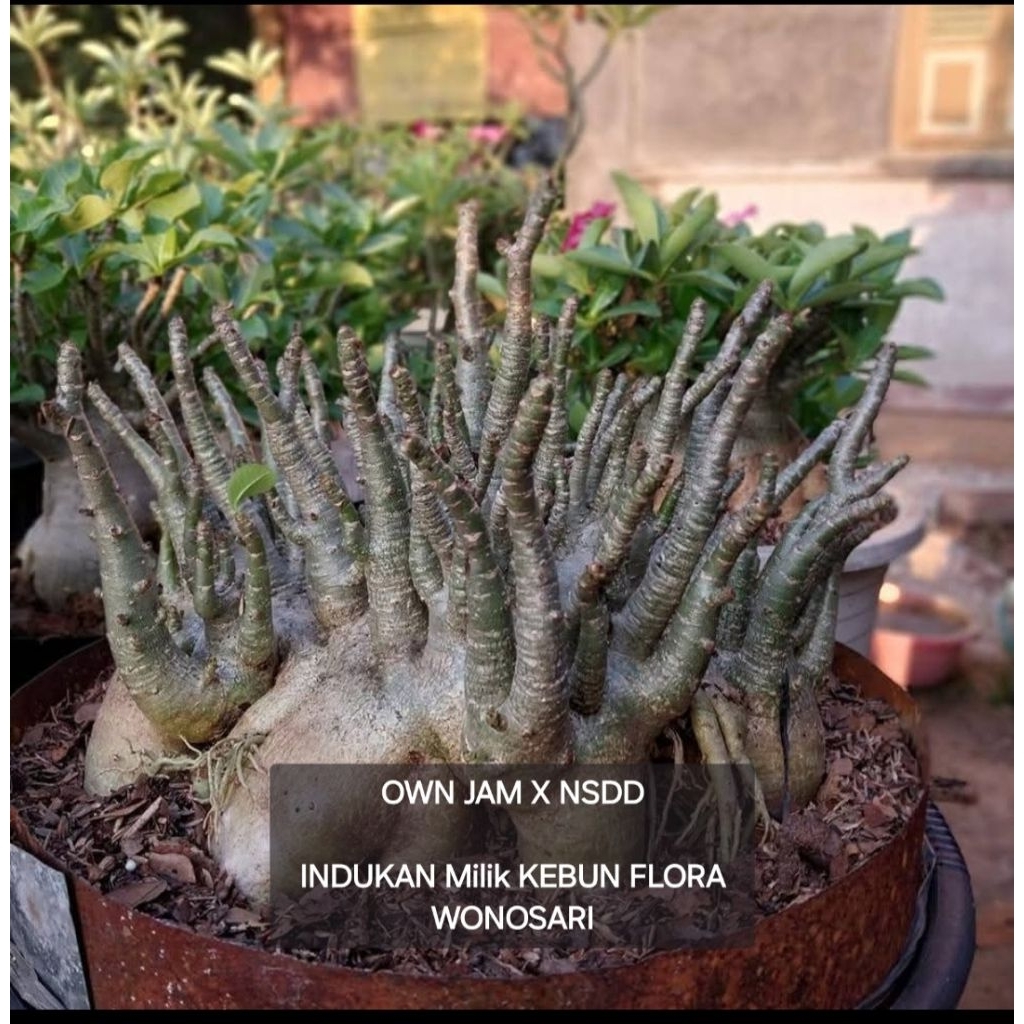 Adenium Arabicum  Hibrid Own Jam x NSDD Induk Prokar