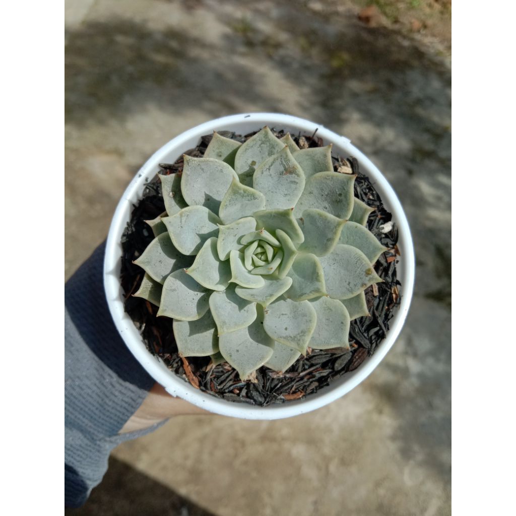 LOLA ECHEVERIA SUKULEN RARE .