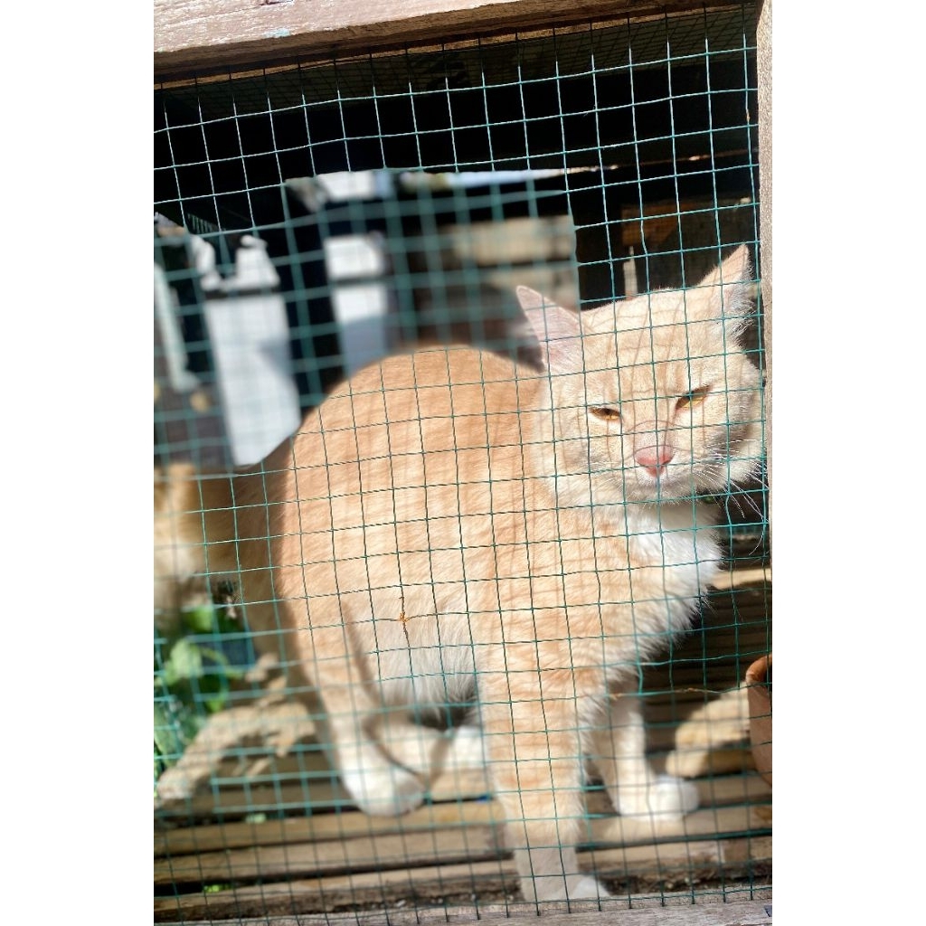 Kucing Maine Coon Mix