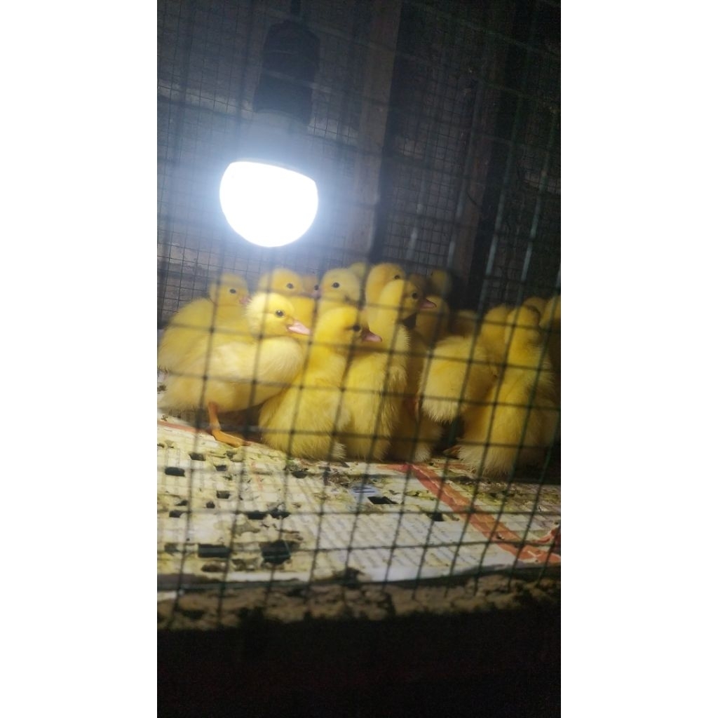 Telur Mentok Jumbo Asli Blitar, Segar dari Peternakan, Siap Ditetas