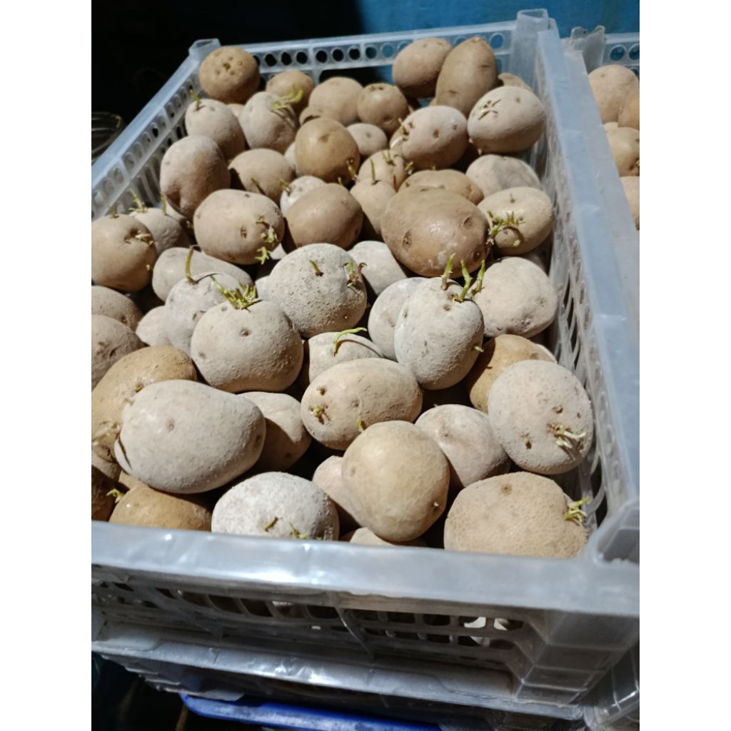 Bibit Kentang Granola G0 G1 G2