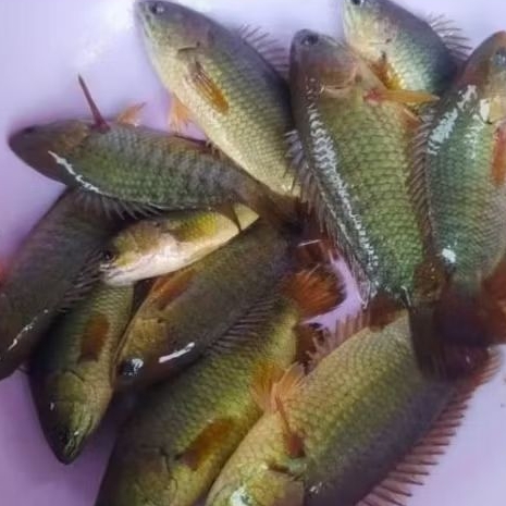 ikan betok/betik segar kemasan vakum 1KG (frozen/beku)