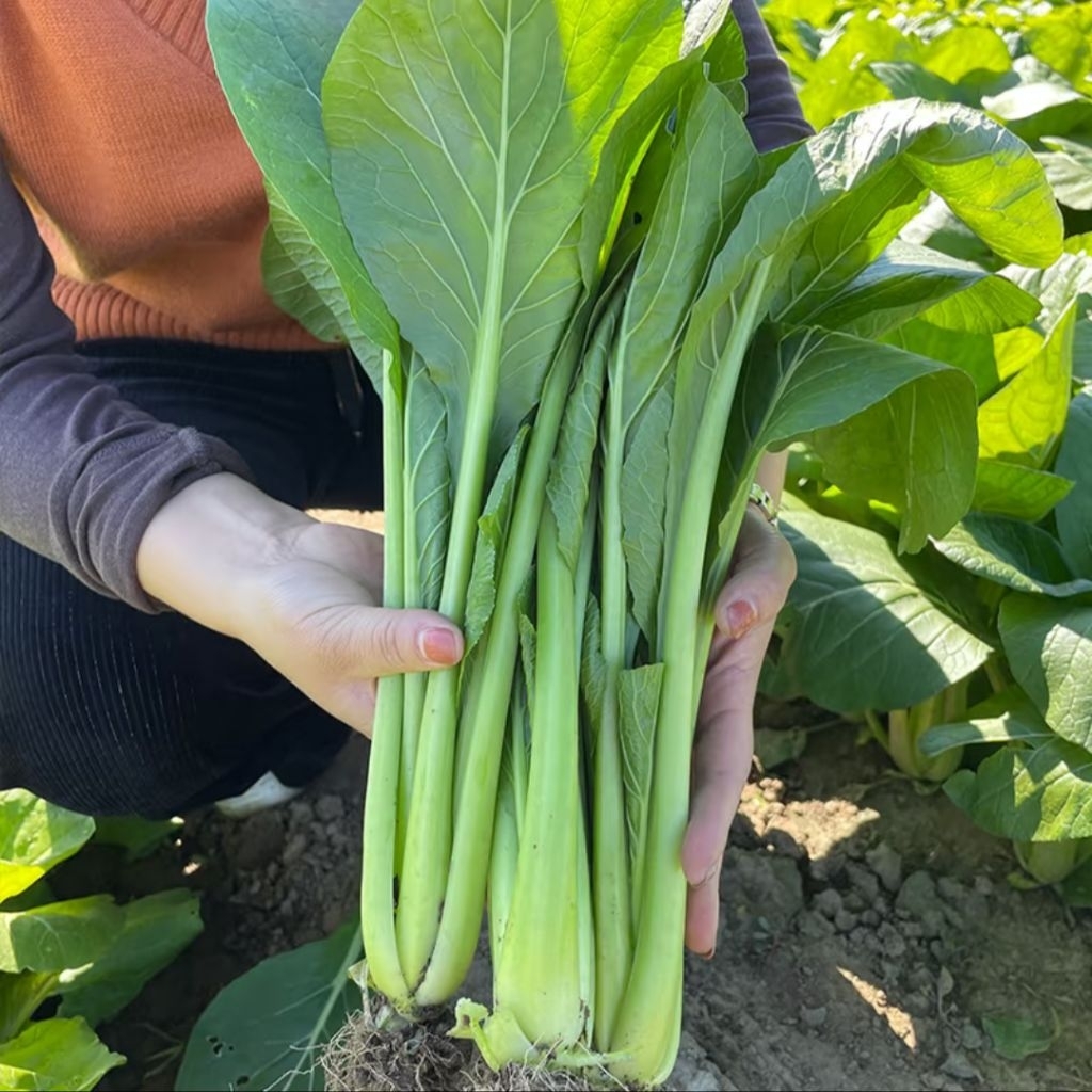 100 Biji Benih Sawi Manis Benih Sawi Manis Sawi mie